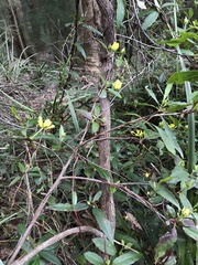 Hibbertia dentata