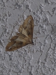 Diaphania fumosalis