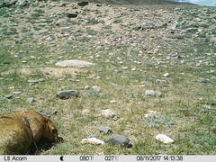 Marmota himalayana