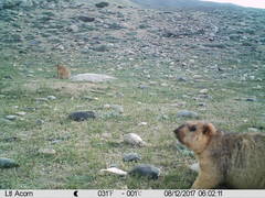 Marmota himalayana