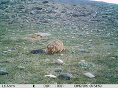 Marmota himalayana