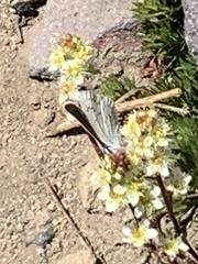Plebejus anna