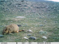 Marmota himalayana
