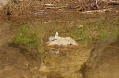 Kinosternon durangoense