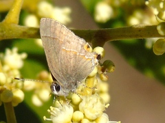 Electrostrymon hugon