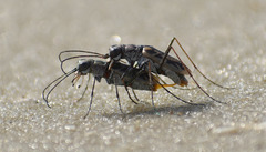Ellipsoptera