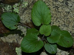 Viola villosa