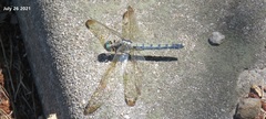 Orthetrum lineostigma