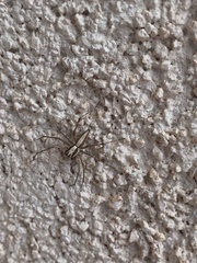 Oxyopes tridens