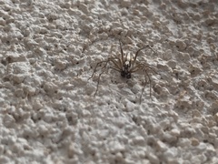 Oxyopes tridens