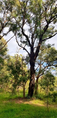Eucalyptus paniculata