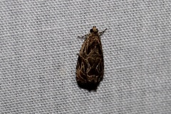 Zomaria interruptolineana