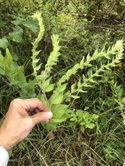 Lithospermum parviflorum
