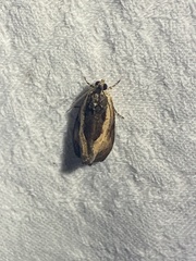 Olethreutes nigranum