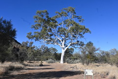 Corymbia aparrerinja