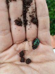 Paranomala cincta