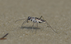 Ellipsoptera