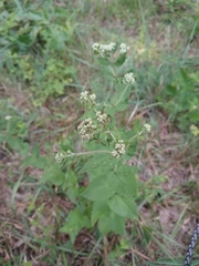 Eupatorium rotundifolium