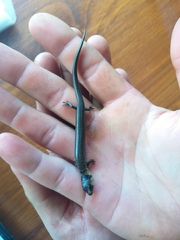 Cyclodomorphus michaeli