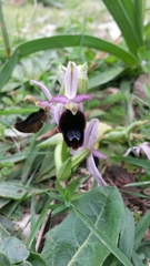Ophrys bertolonii