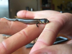 Cyclodomorphus michaeli