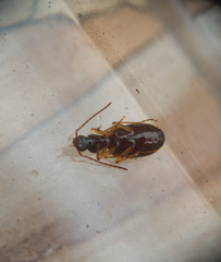 Oxypselaphus pusillus