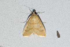 Helvibotys helvialis