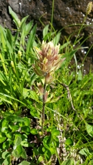 Castilleja parviflora albida
