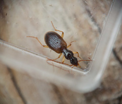 Oxypselaphus pusillus