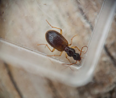 Oxypselaphus pusillus