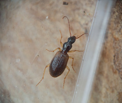 Oxypselaphus pusillus