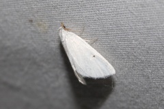 Leptosteges vestaliella