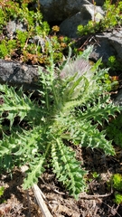 Cirsium edule