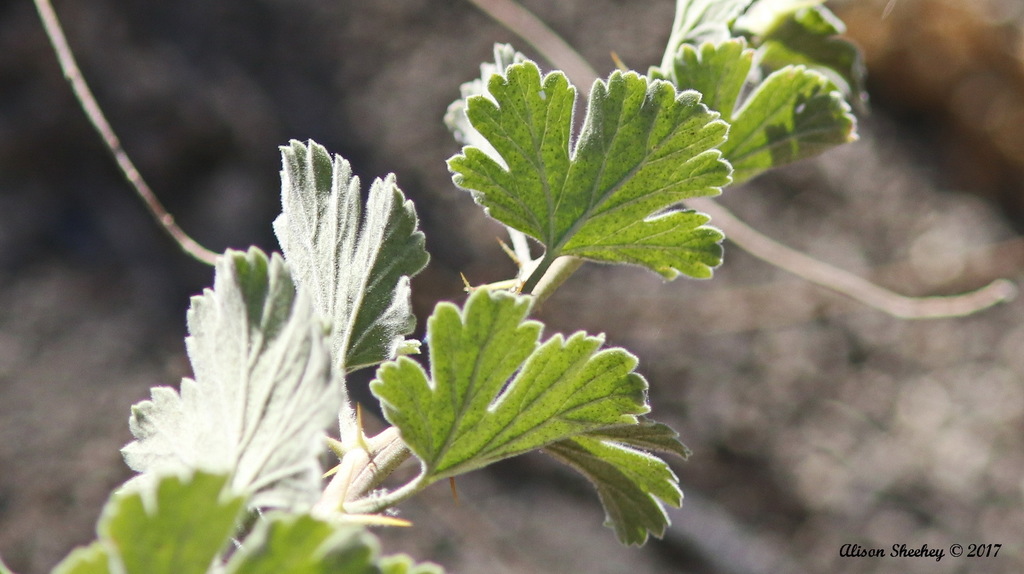 Sierra Gooseberry (Ribes roezlii) - Botanical Realm