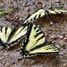 Papilio glaucus canadensis - Photo (c) Charlie Kellogg, some rights reserved (CC BY-NC-SA)
