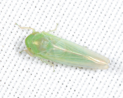 Chlorotettix spatulatus