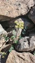 Lomatium martindalei