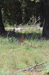 Pterospora andromedea