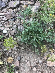 Cymopterus hallii