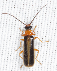 Rhagonycha mollis