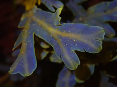 Dictyopteris undulata