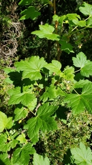 Ribes acerifolium