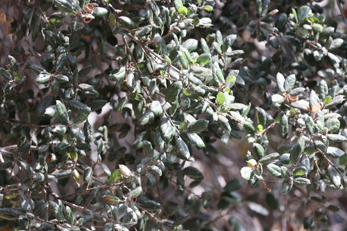 photo of Coast Live Oak (Quercus agrifolia)