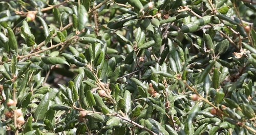 photo of Coast Live Oak (Quercus agrifolia)