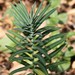 photo of Caper Spurge (Euphorbia lathyris)