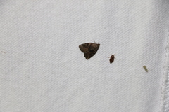 Pseudeustrotia indeterminata