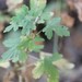 photo of Hillside Gooseberry (Ribes californicum)