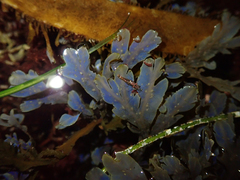 Dictyopteris undulata