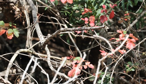 photo of Pacific Poison Oak (Toxicodendron diversilobum)