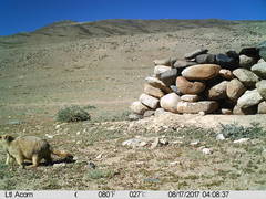 Marmota himalayana